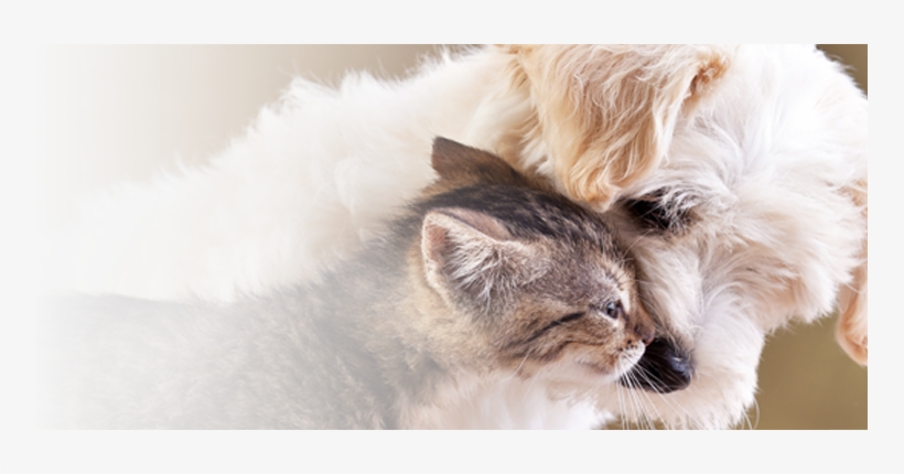 Schedule Your Pet's Appointment Today - Puppy Wallpapers For Desktop, transparent png download