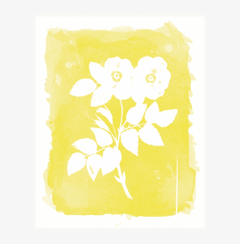 Rosa Watercolor Print - Jasmine, transparent png download