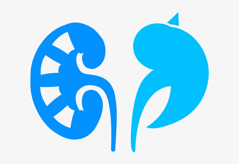 The Next Nephrology Twitter Journal Club Will Discuss - Nephrology Png, transparent png download
