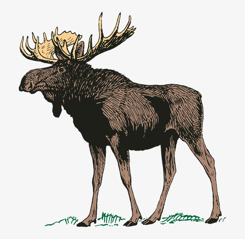 Moose, Elk Png - Transparent Moose, transparent png download