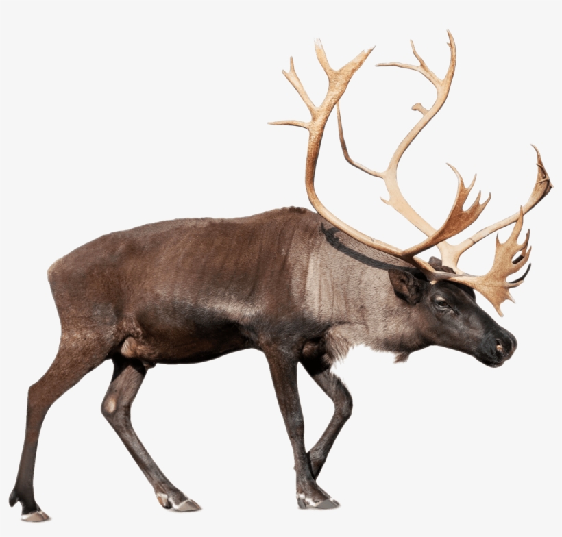 Download - Caribou Reindeer, transparent png download