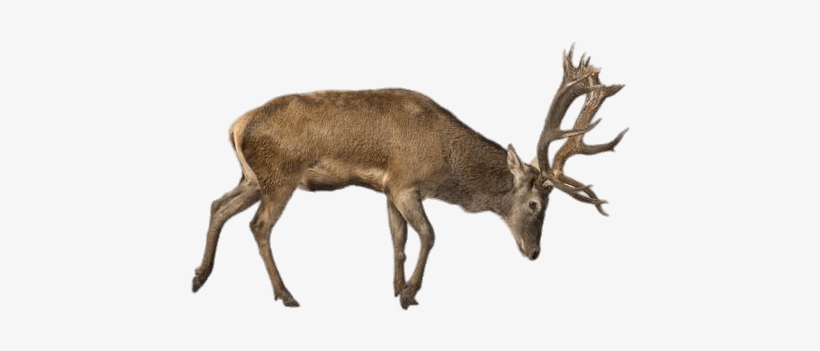 Charging Reindeer - Red Deer White Background, transparent png download