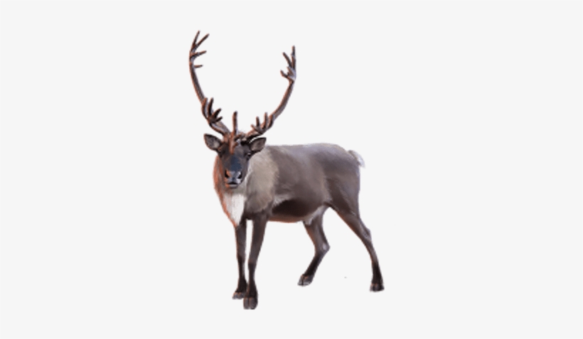 Caribou Png, transparent png download