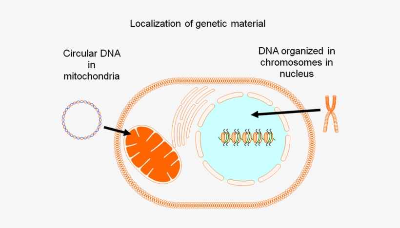 Localization Of Genetic Material In The Cell - Genetic Material In A Cell, transparent png download