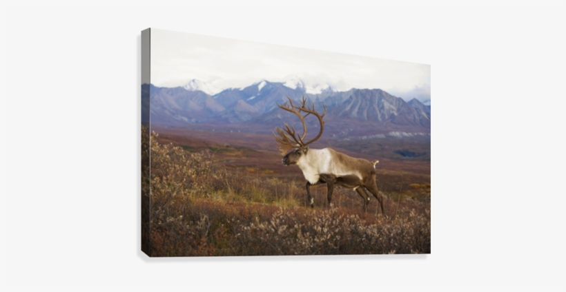 Bull Caribou On Autumn Tundra With Alaska Range In - Posterazzi Bull Caribou On Autumn Tundra With Alaska, transparent png download