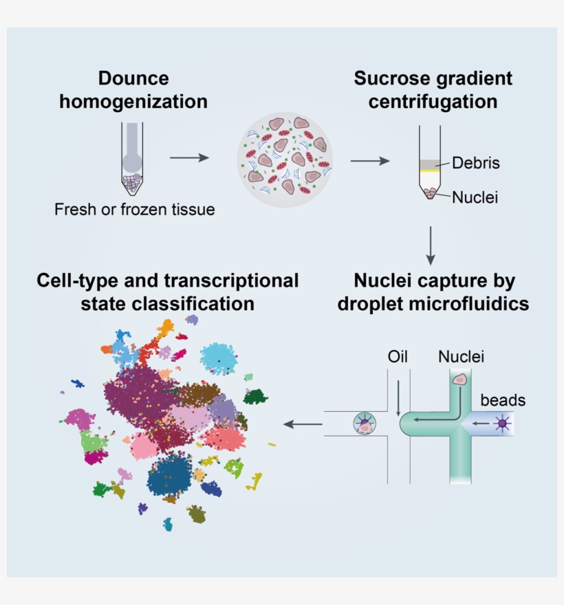 Advanced Gene Search - Cell, transparent png download