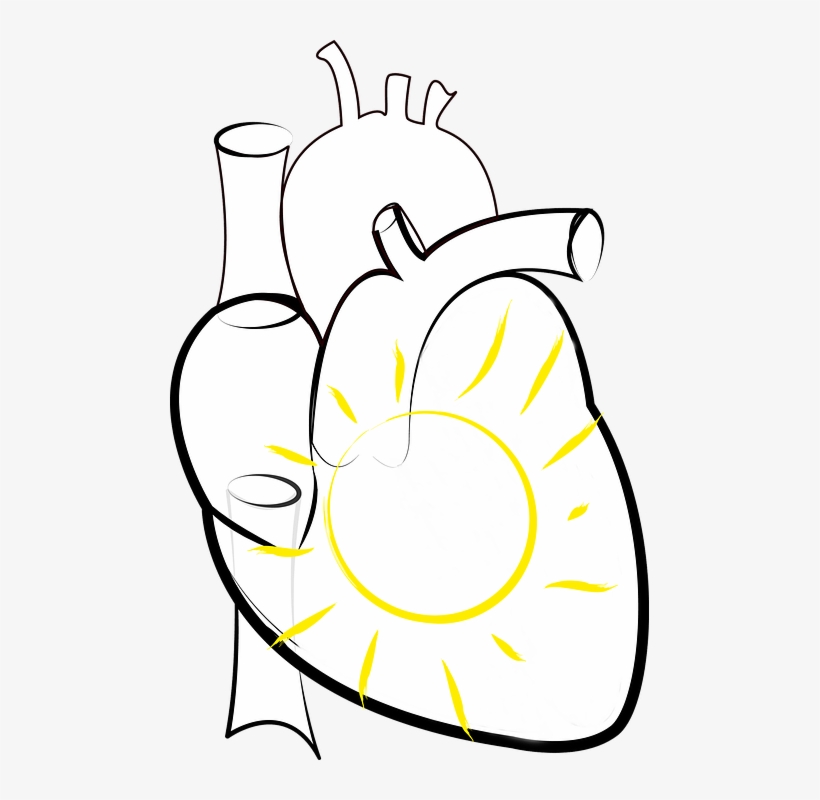 Heart, Sun, Sun In The Heart, Figure Of Speech, Png - Heart Outline Medical, transparent png download