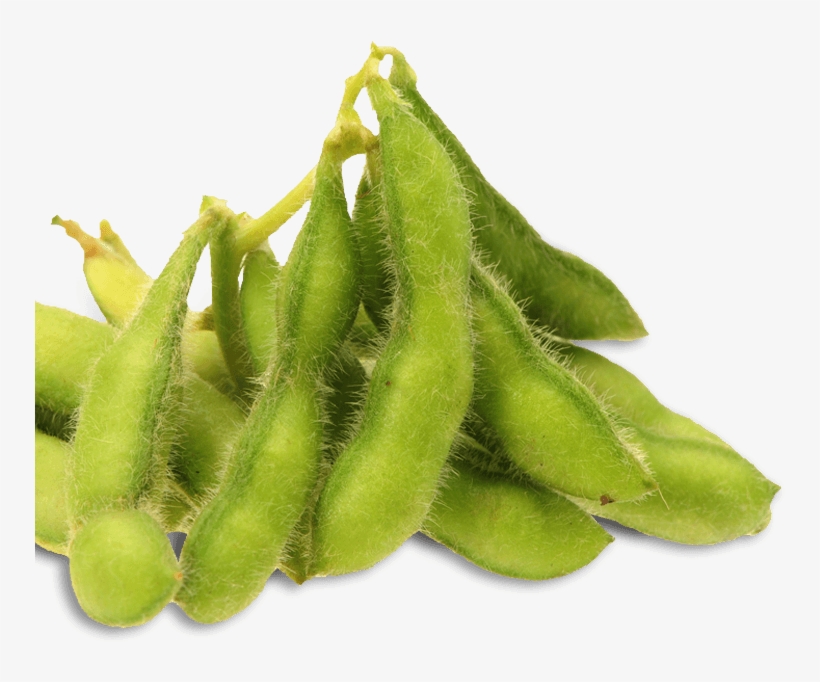 Soybean Sourcing - Common Bean, transparent png download