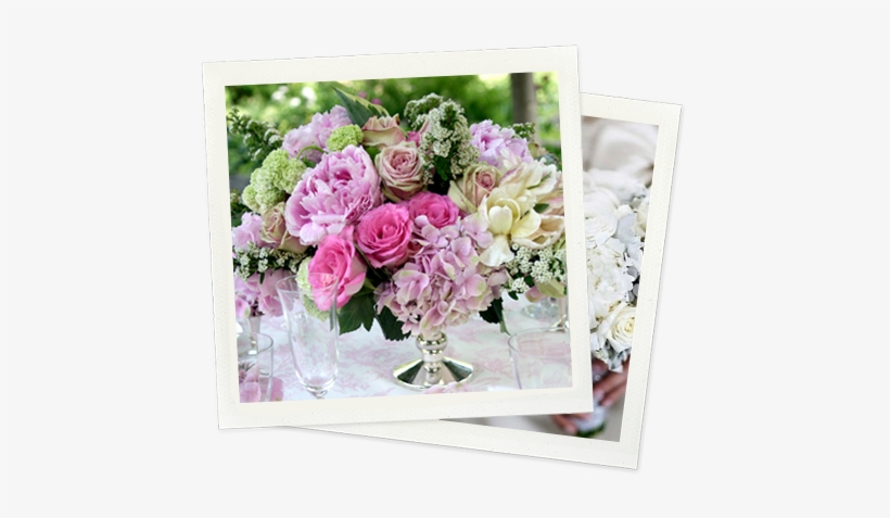 The Favorite Of Many A Broadway Star Since 1989, Seasons - Garden Roses, transparent png download