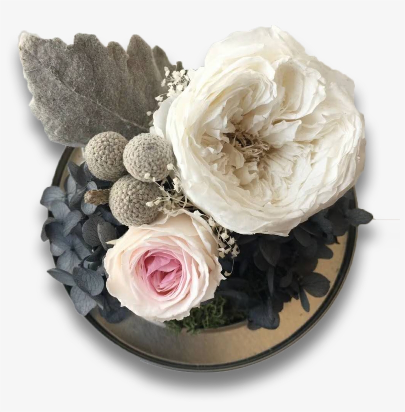 Welcome To Kruse Preserved Flowers - Garden Roses, transparent png download