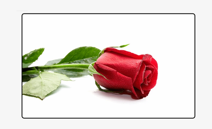 Flowers - Fife Flowers, transparent png download