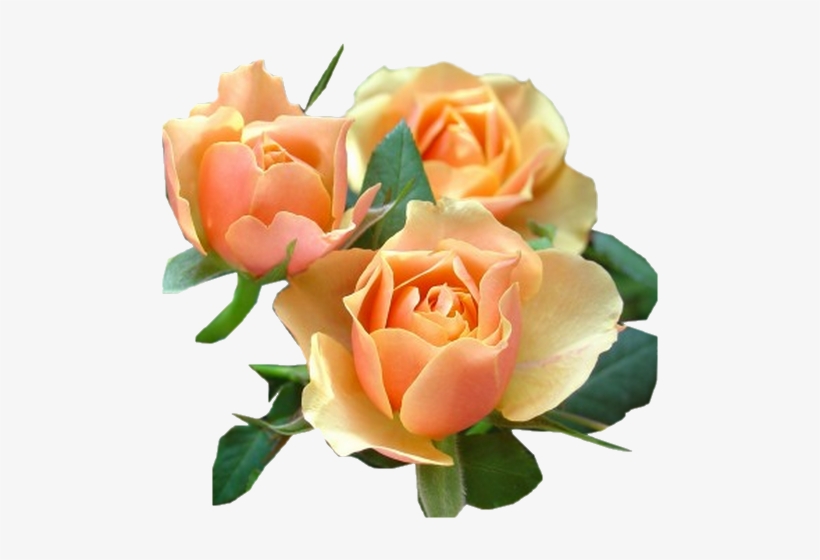 Roses,pink,roze,rosa, - Rose Thé, transparent png download