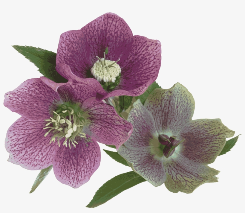 Lakeside Flowers - Lily Family, transparent png download