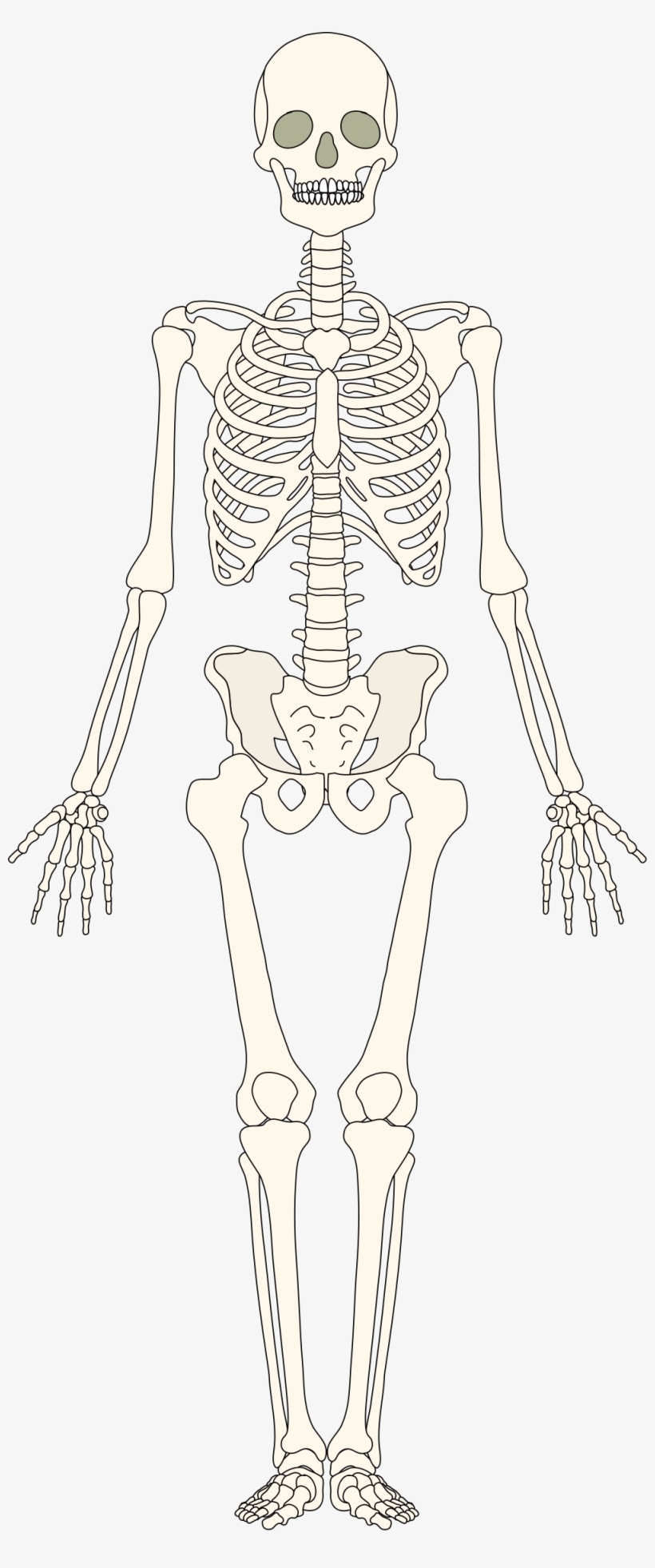 Human Bones Png - Human, transparent png download