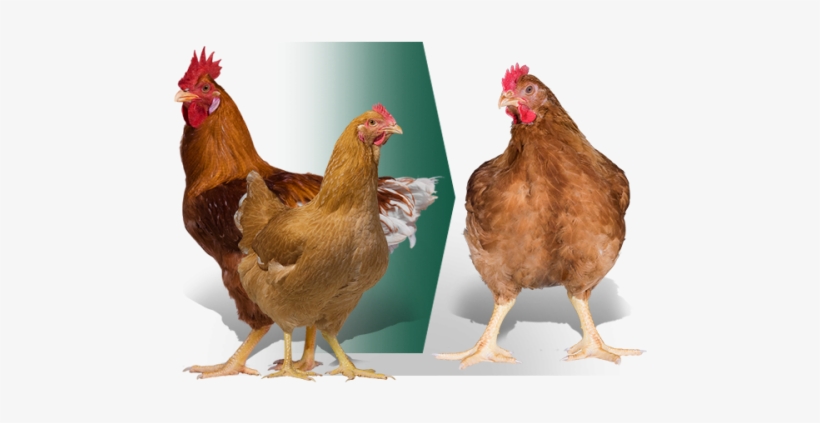 Rooster, transparent png download
