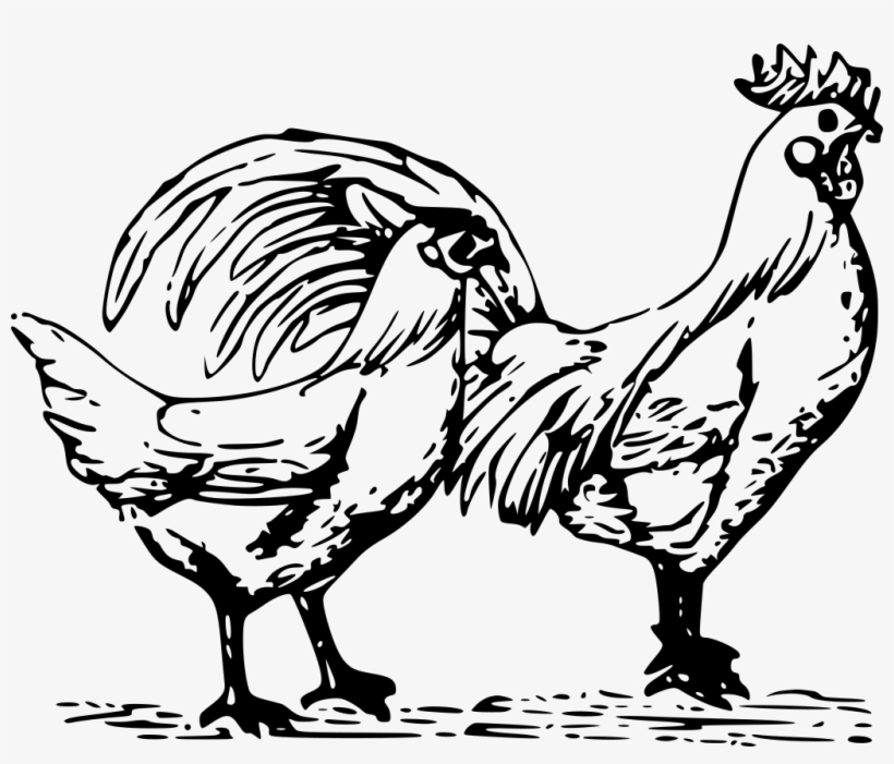 Broiler Chicken Png Download - H J Lea Oakes Heritage Poultry Picnic Mix 20kg, transparent png download