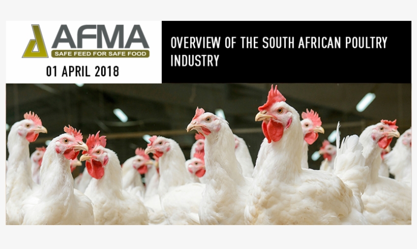 News - Poultry Science, transparent png download