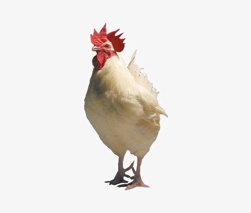 Sasso Breeding Pictures & Videos - White Chicken Transparent, transparent png download
