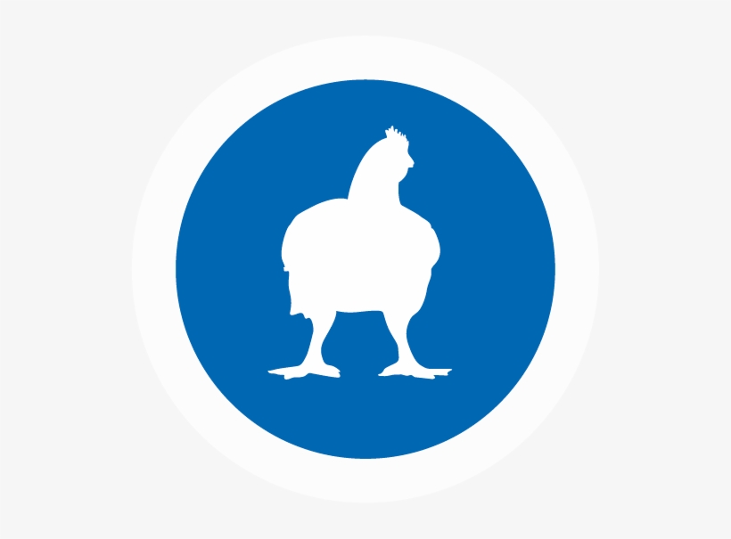 Broiler - Rooster, transparent png download