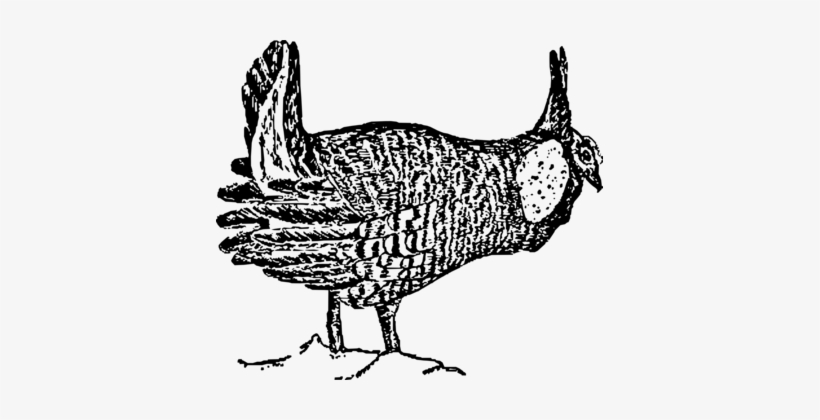 Rooster Greater Prairie Chicken Bird Drawing - Greater Prairie Chicken, transparent png download