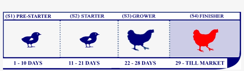 Starter Lifecycle - National University Of Villa María, transparent png download