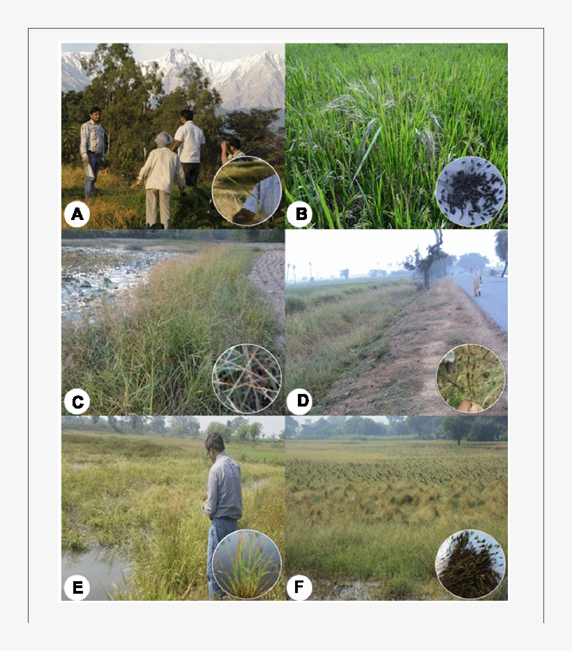 Typical Ecological Habitats At The Collection Sites - Rice, transparent png download