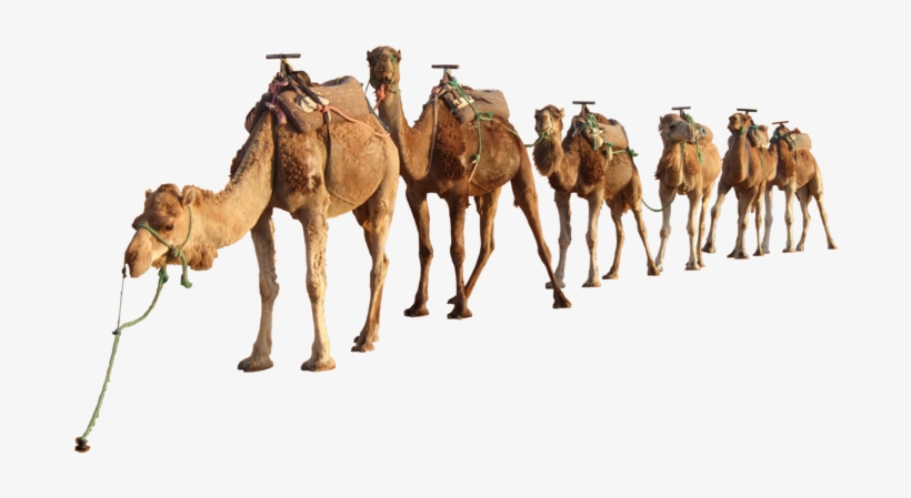 Camel Png Clipart - Camel Png, transparent png download