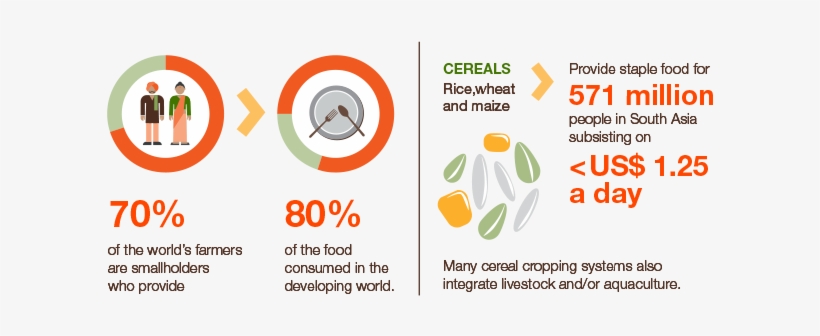 State Governments, Non-governmental Organizations, - Challenges In Food Security In India, transparent png download