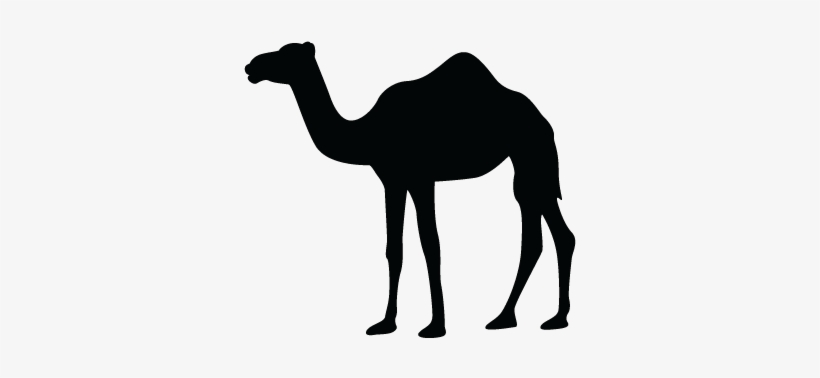 Camelvector - Camel Silhouette Free Vector, transparent png download