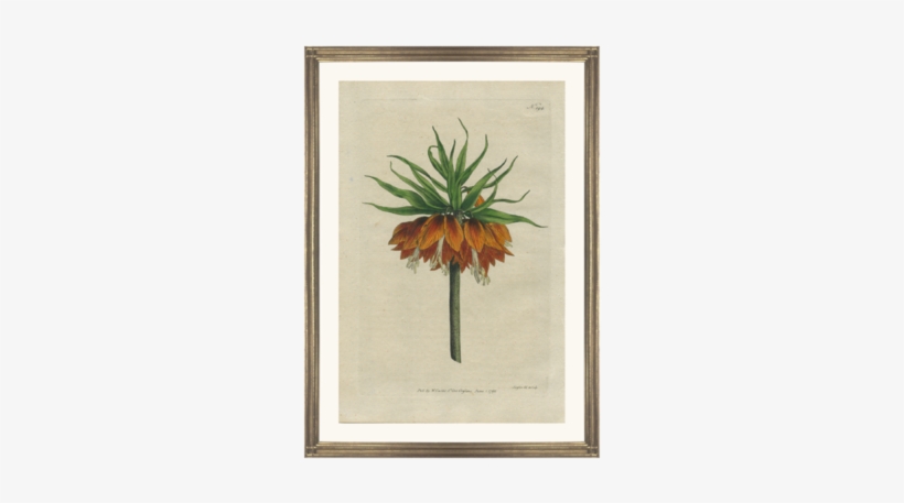 Framed Fine Art Antique Botanical Hand Colored Engraving - Giclee Painting: Curtis' Crown Imperial, 61x46in., transparent png download