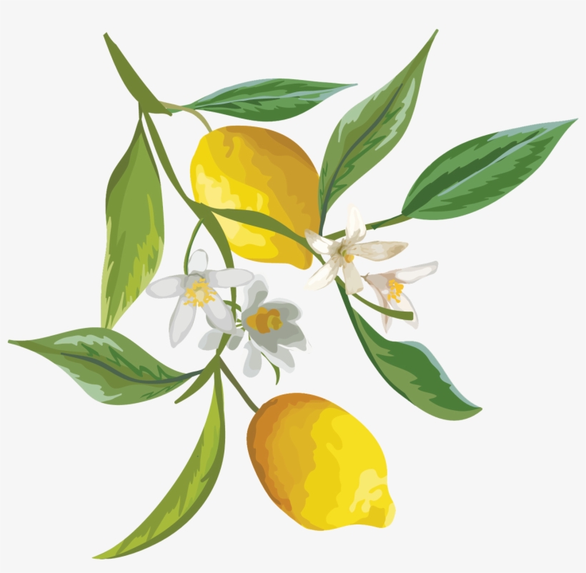 Skip To Content - Lemon Vintage, transparent png download