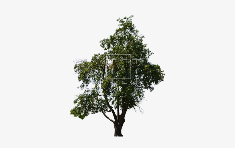 Mango Tree - Oak, transparent png download