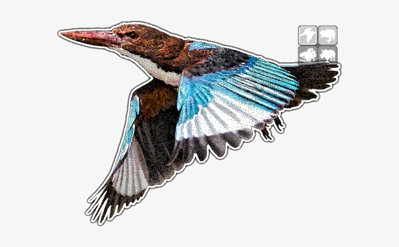 White Throated Halcyon Smyrnensis - White-throated Kingfisher, transparent png download