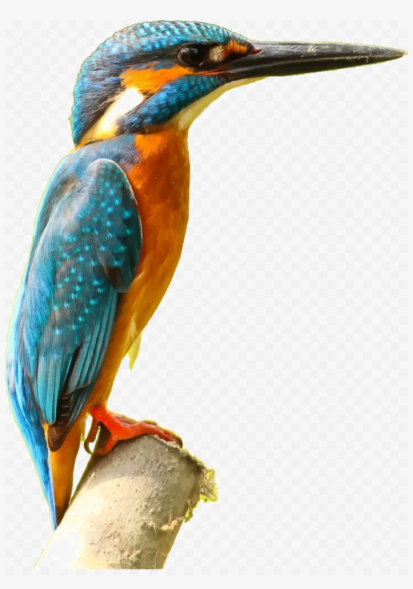 Kingfisher Bird Png Picture - Kingfisher Clipart, transparent png download