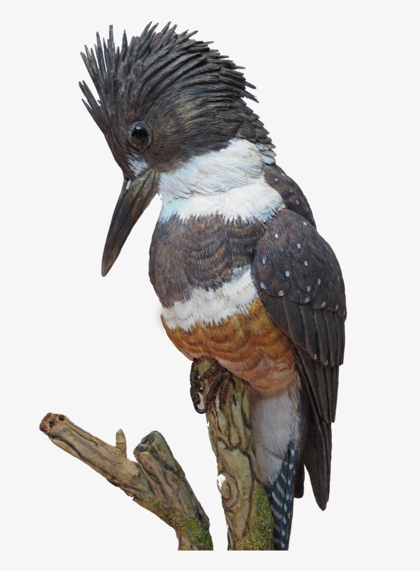 Kingfisher Cutout, transparent png download