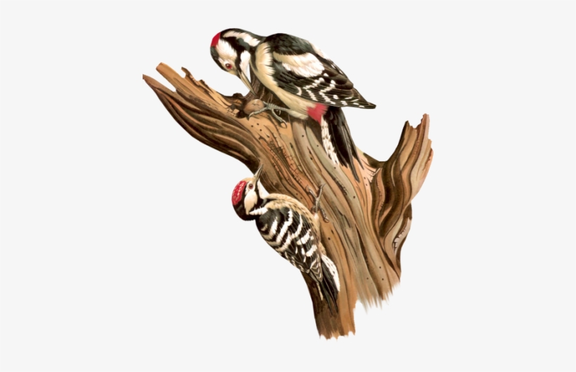 Birds43 Dhedey - Antique Print Of Pied Woodpecker Male Barred Old Fine, transparent png download