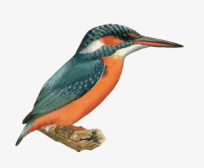 Kingfisher Png Image - Kingfisher Png, transparent png download