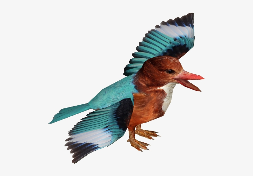 White-throated Kingfisher Adult3 - Duck, transparent png download