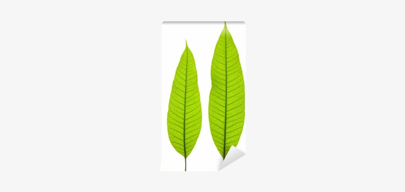Two Young Mango Leaves Isolated On The White Background Fern