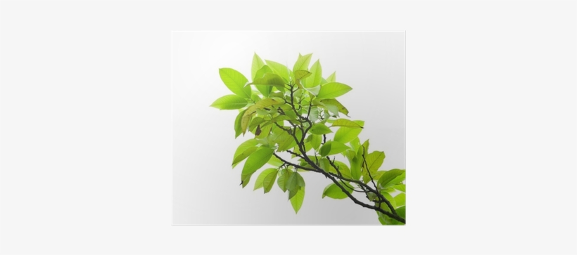 Bay Laurel, transparent png download