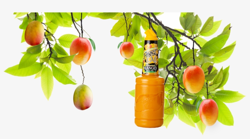 A Mango Tree With A Mixed Drinks Mango Mixer Hanging - Master Of Mixes Mango Daiquiri/margarita Mixer, transparent png download