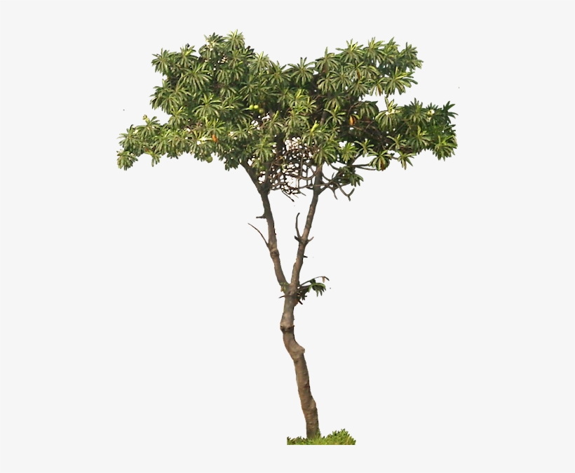 About 4 M - Cerbera Manghas, transparent png download