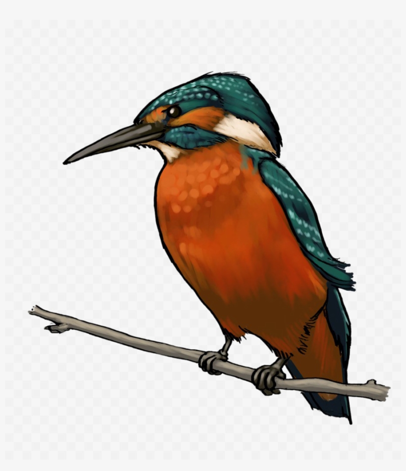 Kingfisher Bird Transparent Background Png - Kingfisher Bird Hd Png, transparent png download