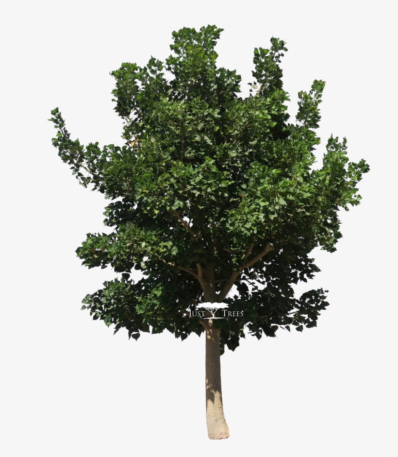 Erythrina Caffra - Prunus Africana Tree, transparent png download