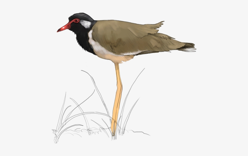 Red-wattled Lapwing - Killdeer, transparent png download