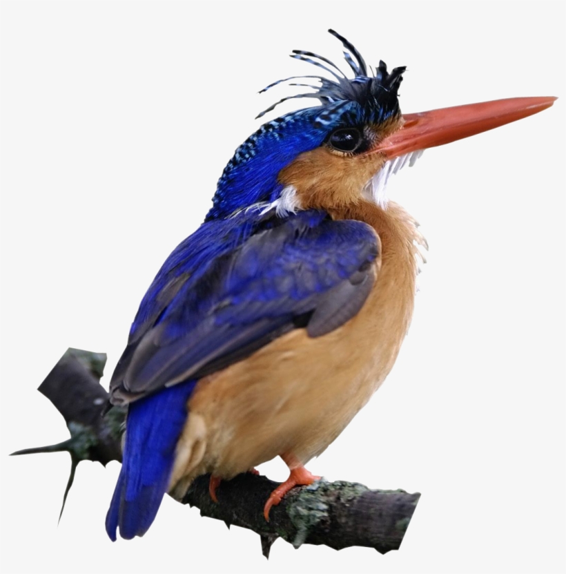 Liked Like Share - Beautiful Birds, transparent png download