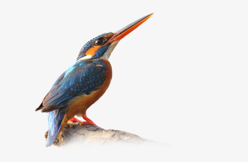 0 Comments - Kingfisher Bird Low Poly, transparent png download