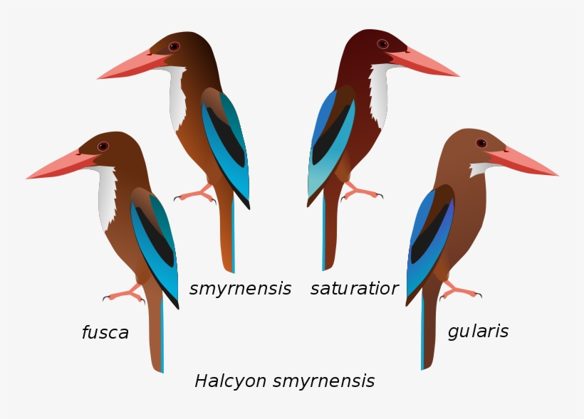From Wikipedia - White Throated Kingfisher Female, transparent png download