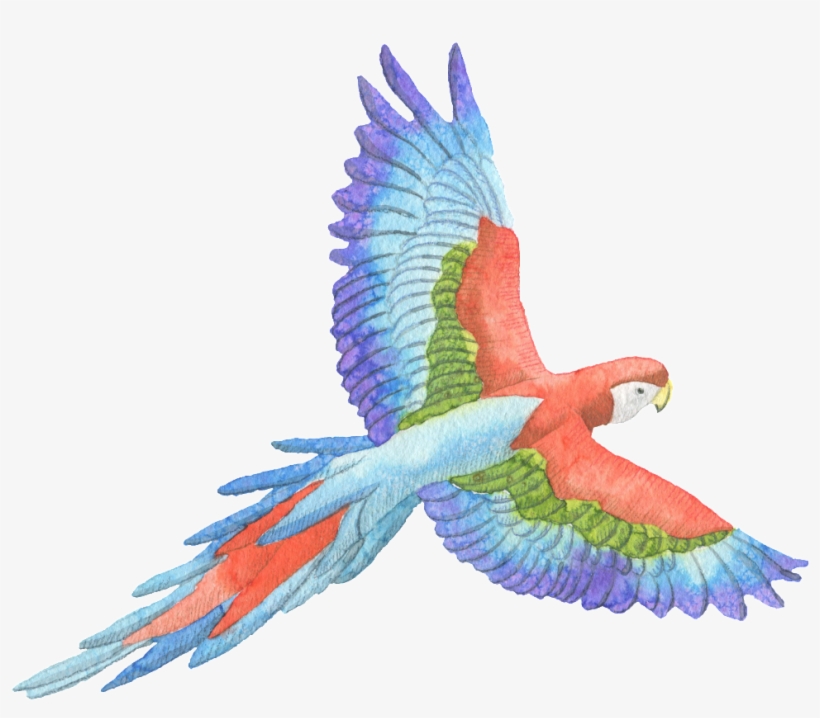 Tricolor Parrot Watercolor Transparent Decorative Pattern - Perroquet Fond Transparent, transparent png download
