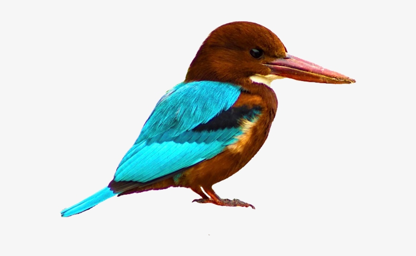 External Links - Kingfisher Bird Png, transparent png download